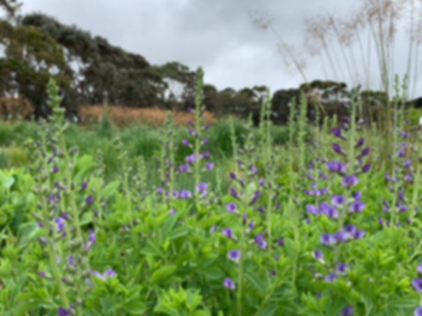 Baptisia australia