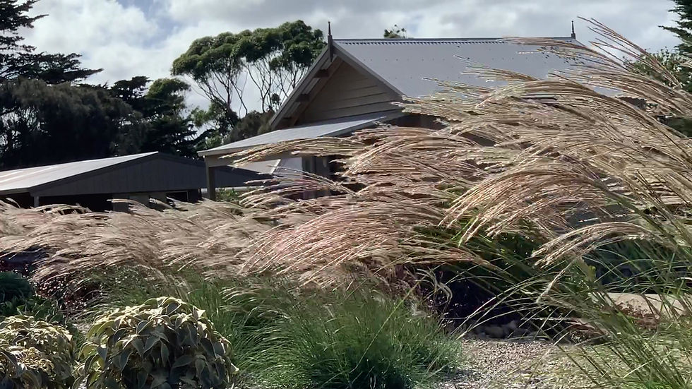 Thumbnail: Miscanthus sinensis 'Adagio'