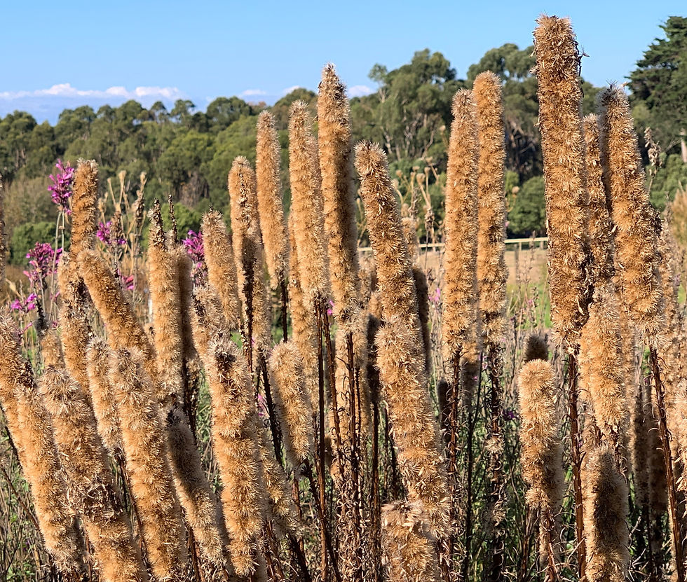 Thumbnail: Liatris spicata Floristian White