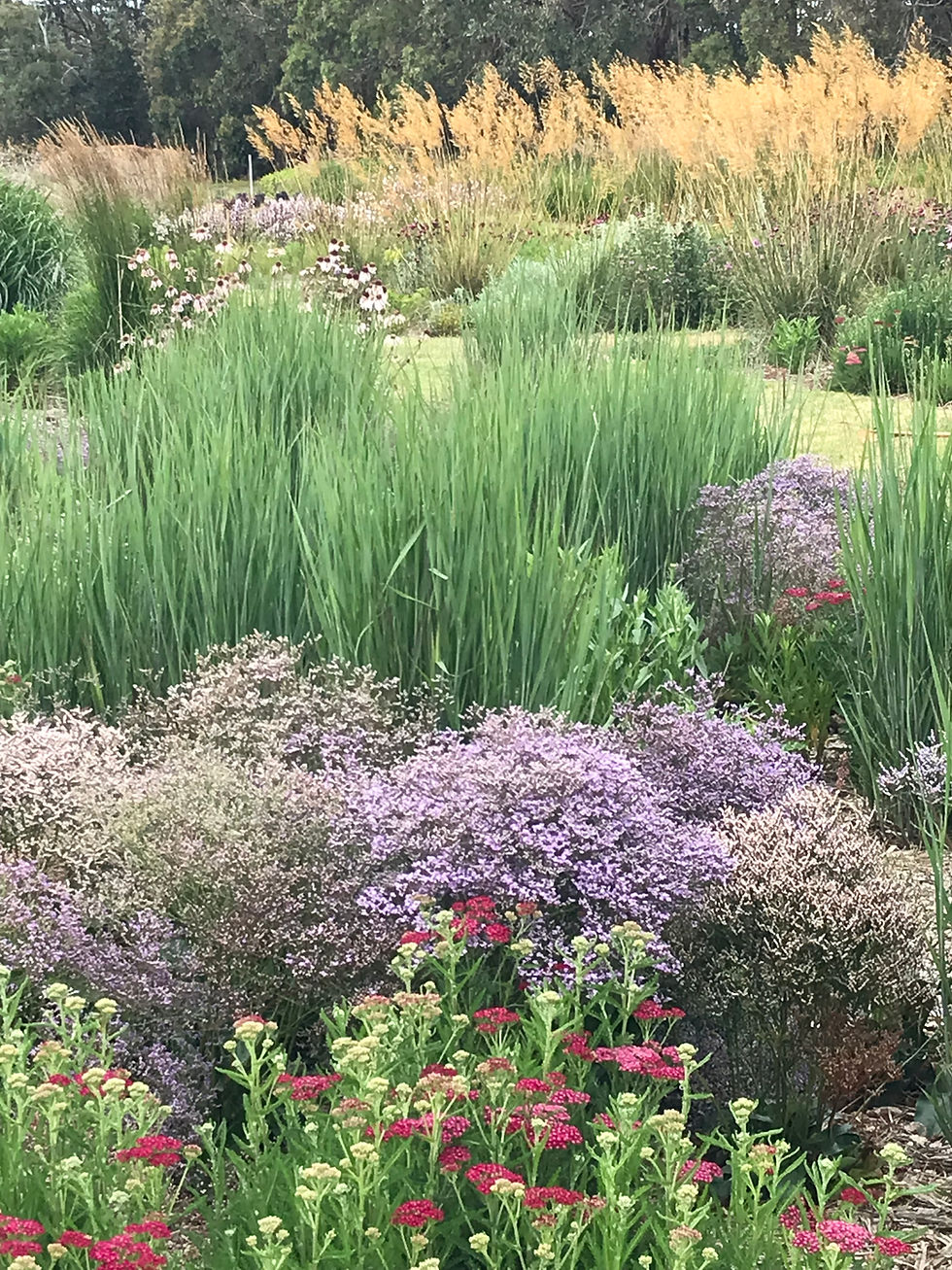 Limonium latifolium | Drought Tolerant Pla