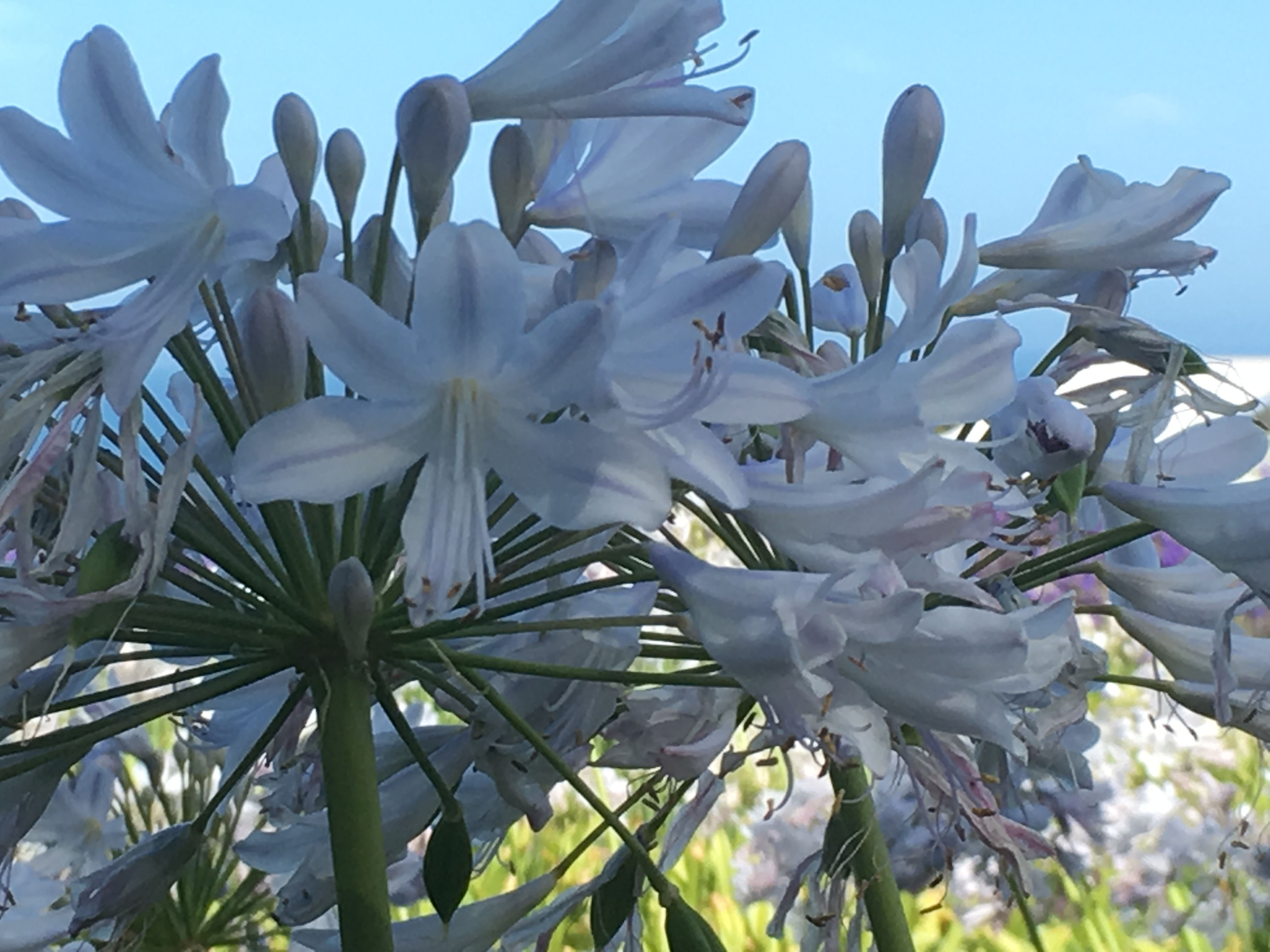 Agapanthus 'Stormy River'