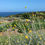 Thumbnail: Pycnosorus globosa