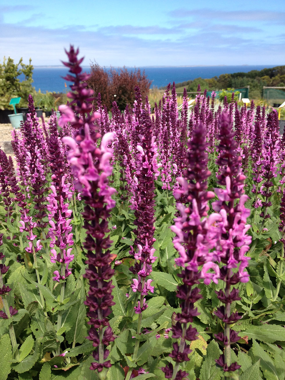 Salvia nemorosa rosea