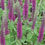 Thumbnail: Teucrium hircanicum