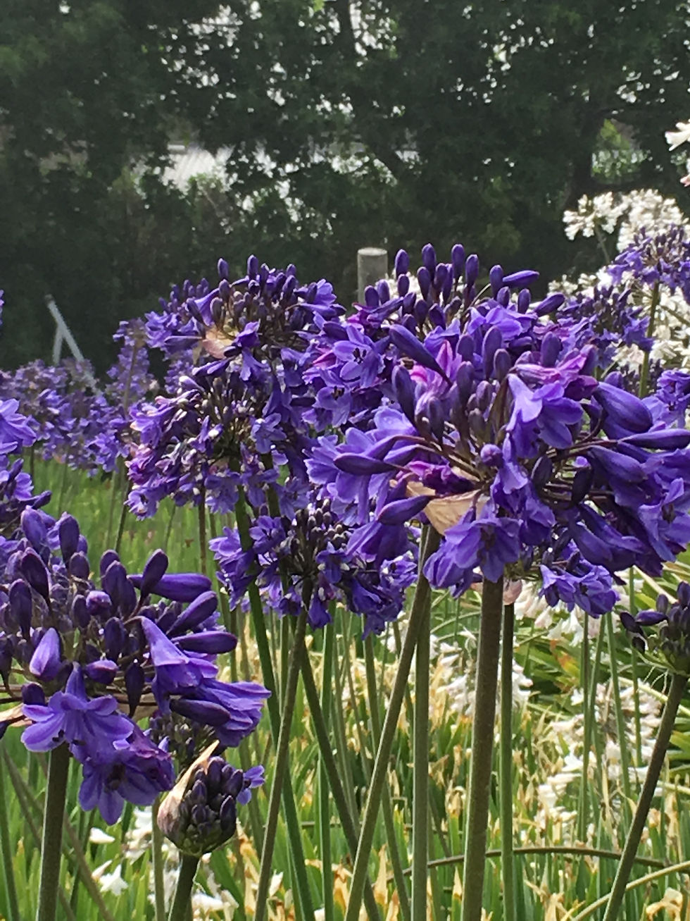Thumbnail: Agapanthus Campanulatus 'Isis'