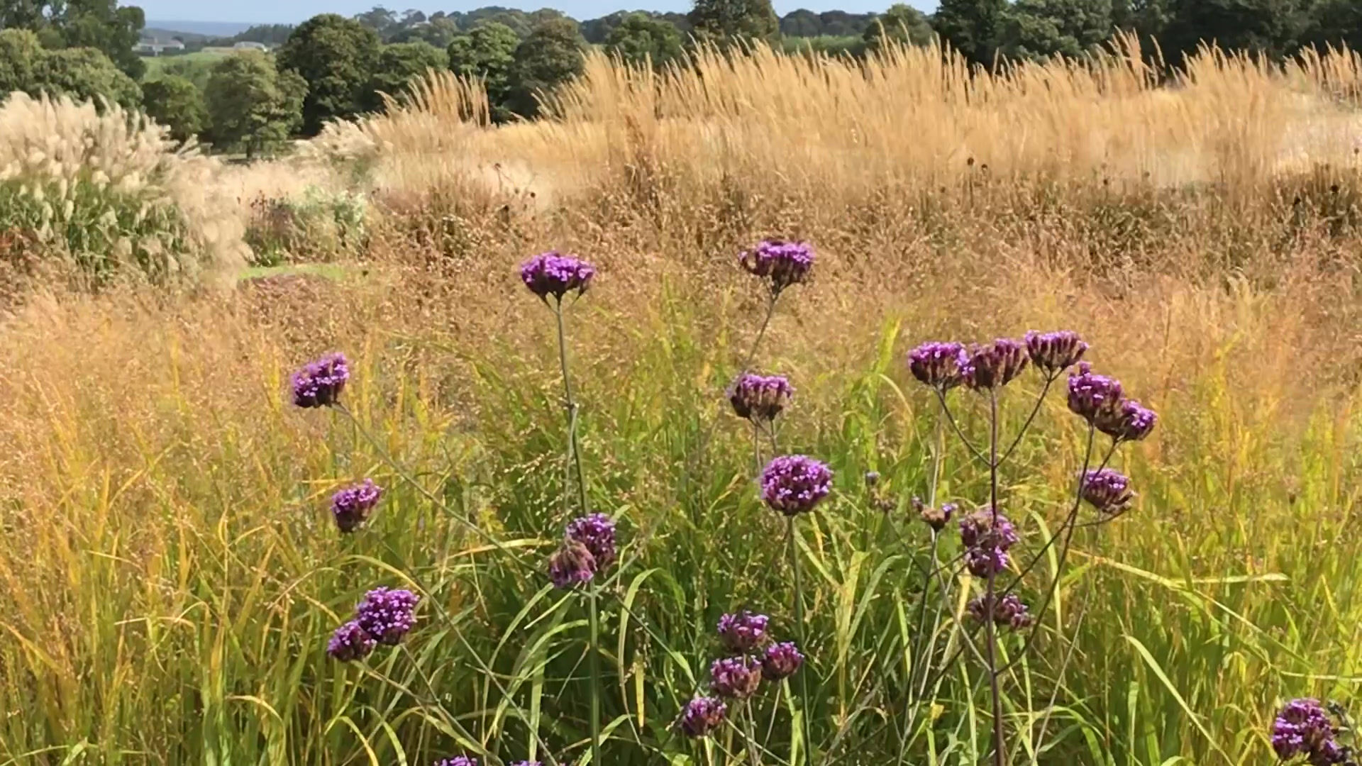 Verbena bonariensis