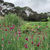 Dianthus carthusianorum