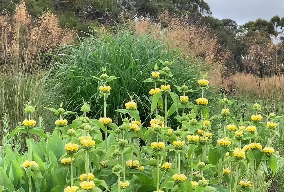Phlomis russeliana