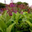Thumbnail: Teucrium betonicum
