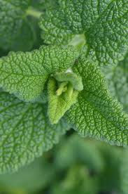 Thumbnail: Teucrium hircanicum