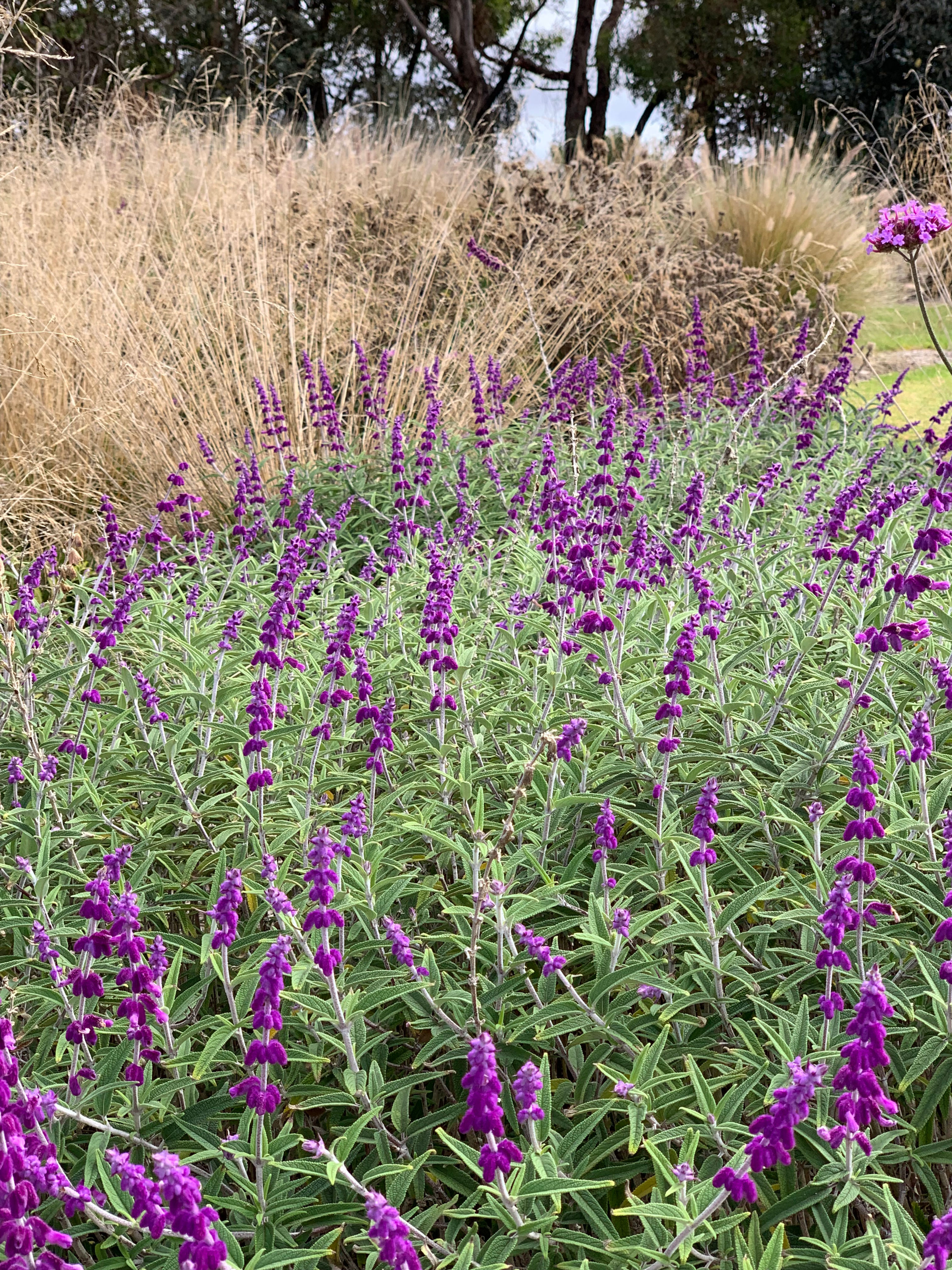 Salvia leucantha Harrys Red