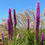 Thumbnail: Liatris pycnostachya