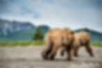 Animals