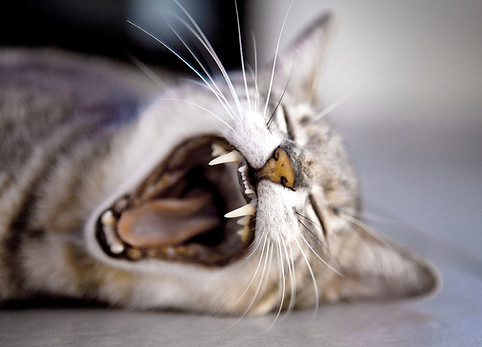 Yawning Cat
