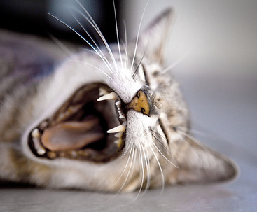 gähnende Katze