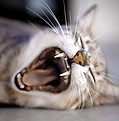 Yawning Cat