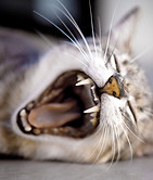 Yawning Cat