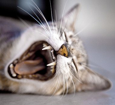 Yawning Cat