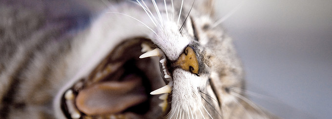 Yawning Cat