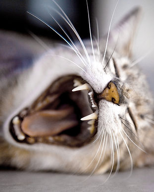 Yawning Cat