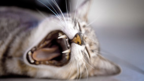 What you should know about Feline Aids (FIV) & Feline Leukemia (FeLV)