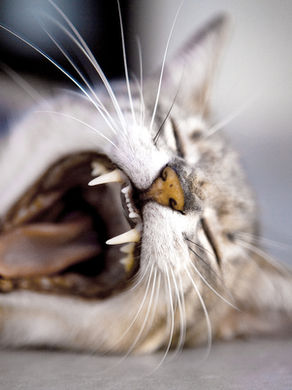 5 Tips for Keeping Your Kitty's Teeth Healthy