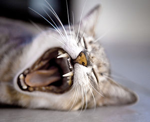 gato bostezando