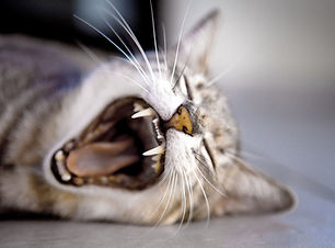 Yawning Cat
