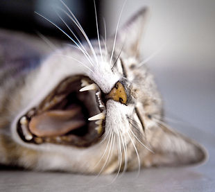 Yawning Cat