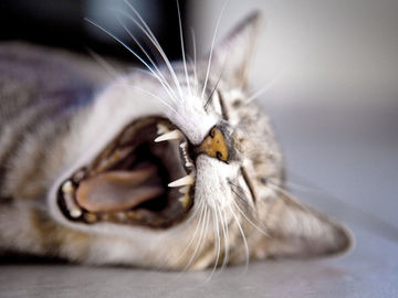 When Cats Misbehave