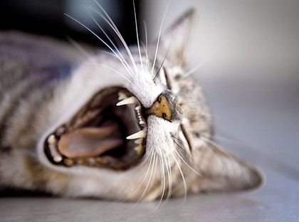 口をあける猫