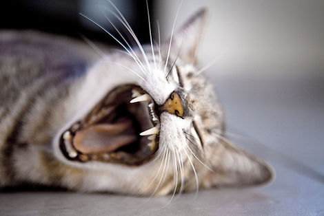 Yawning Cat