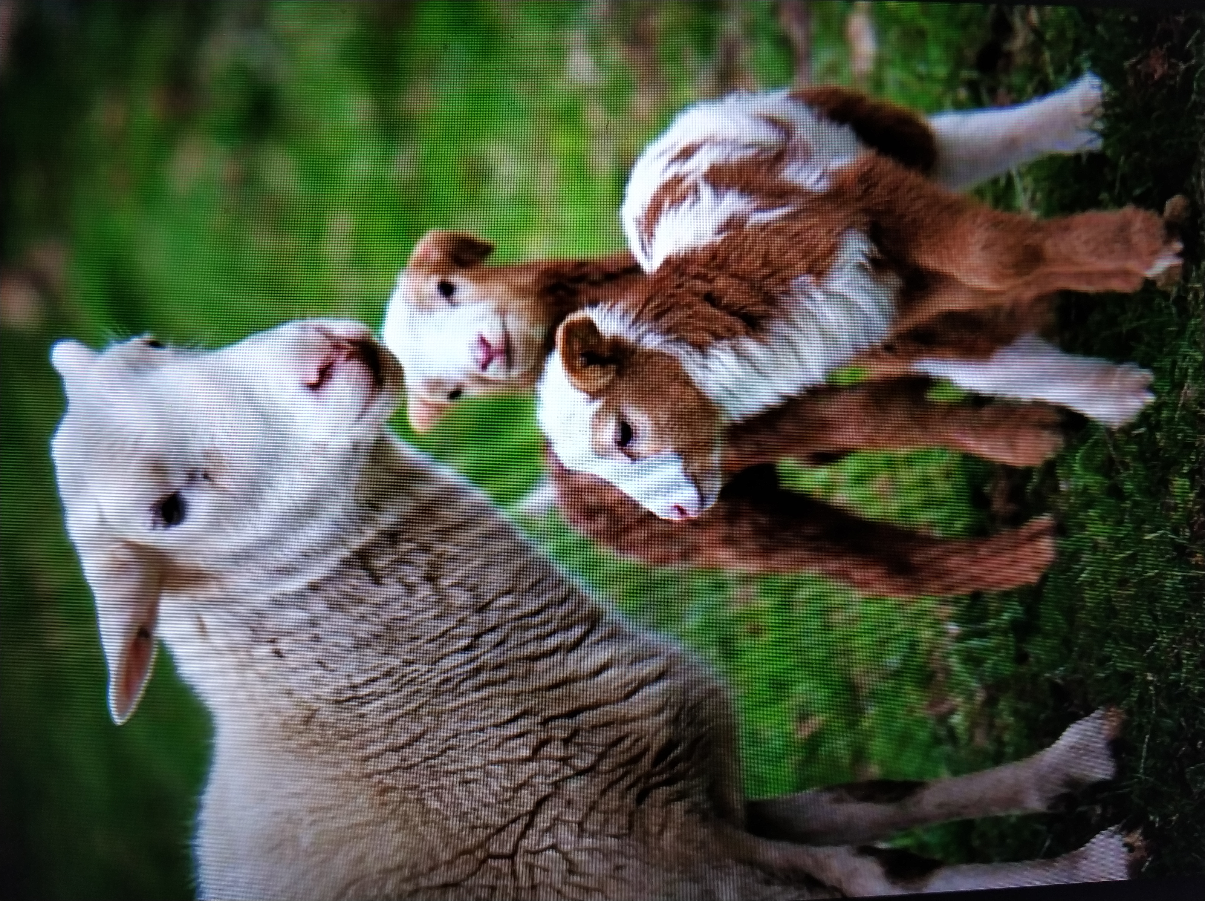 Arranged Food and Objects