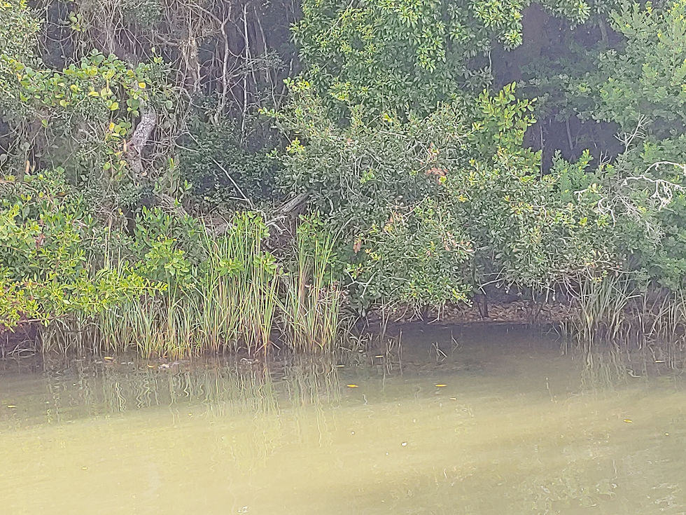 Captain John Tarr|Tailhunter Outdoor Adventures|Fishing|Fly Fishing|Mosquito Lagoon|Fishing Guide|Fishing Charters