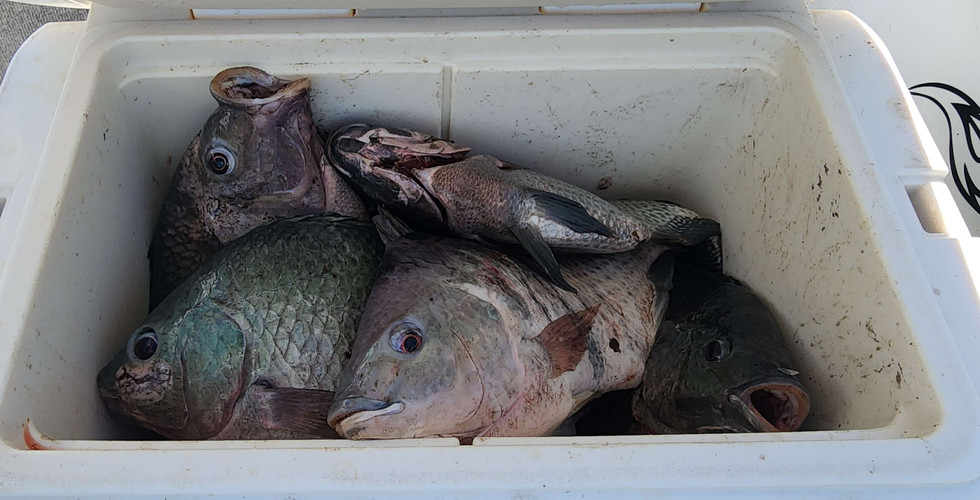 Captain John Tarr|Tailhunter Outdoor Adventures|Fishing|Fishing Report|Bowfishing|Florida