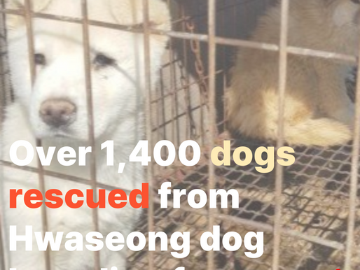 Over 1,400 dogs rescued from Hwaseong dog breeding farm