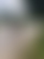 The barbell, the great equalizer.