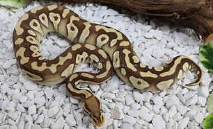 Pastel Mojave Monarch.jpg