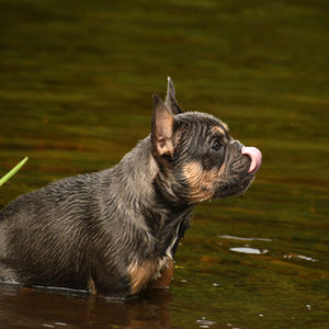 Meet the Road Crew-  Phoebe Bleu