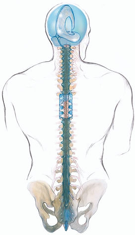 craniosacral-system pic.jpg