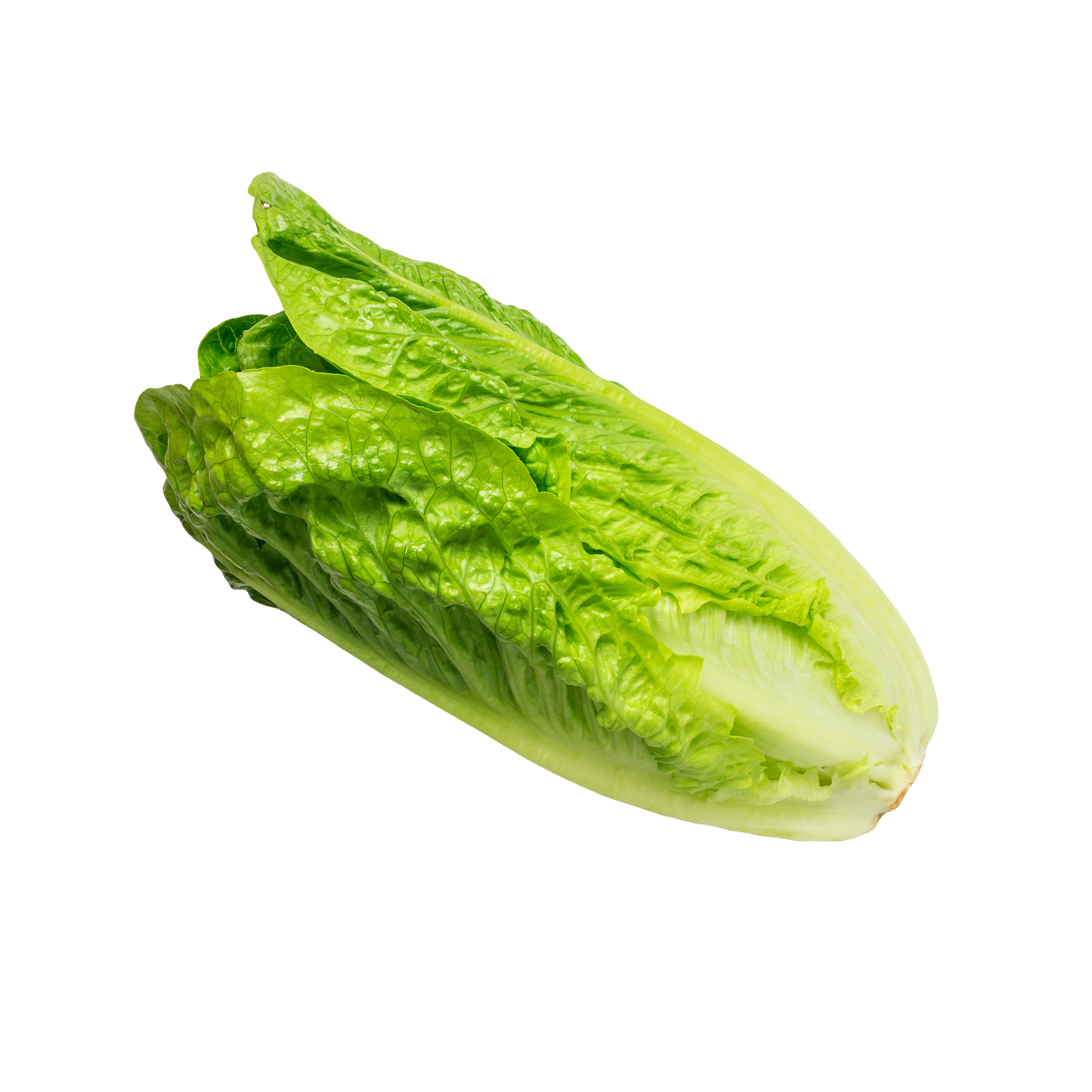 Lettuce Green Leaf