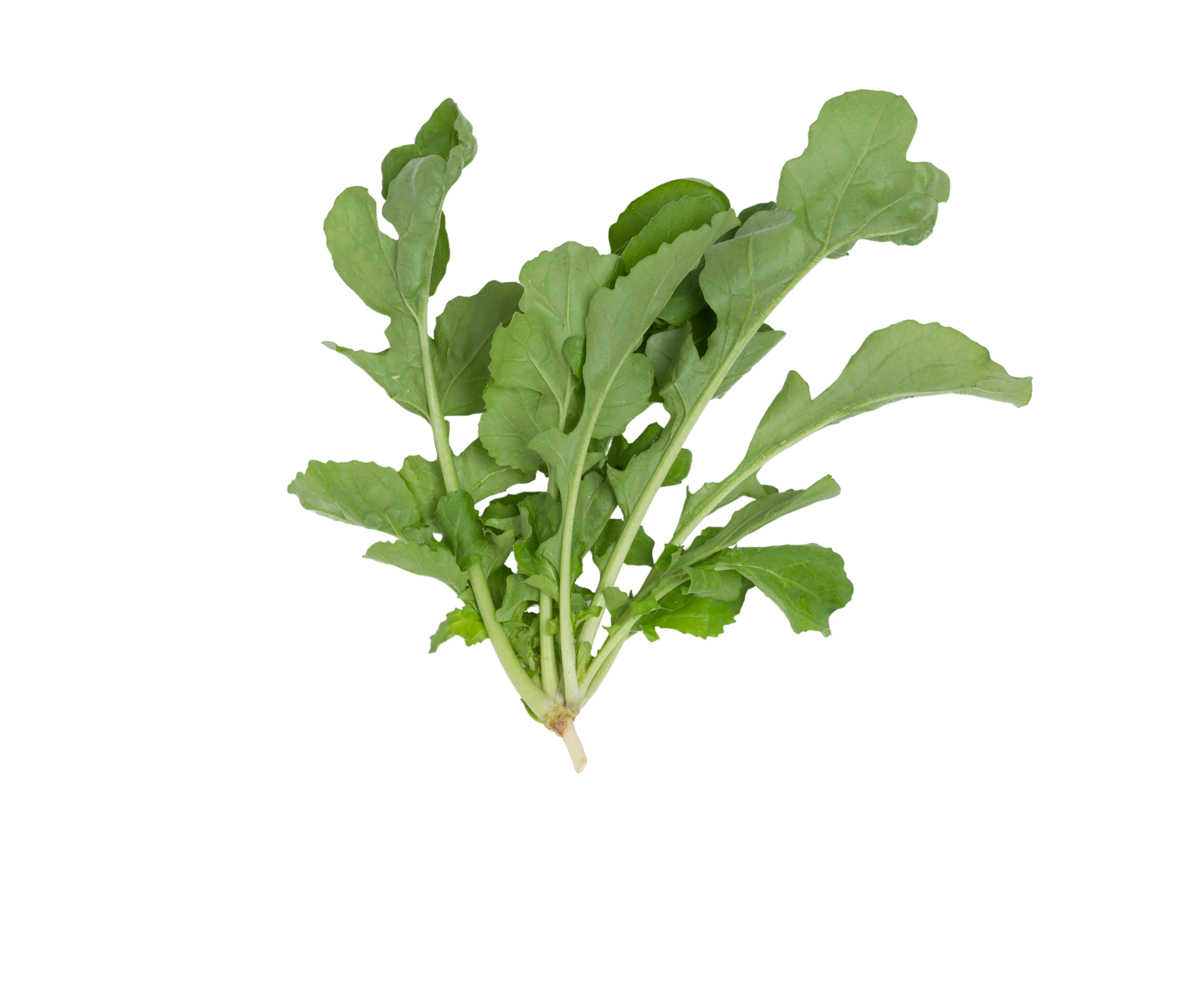 Arugula Baby 2 x 1.5 LB