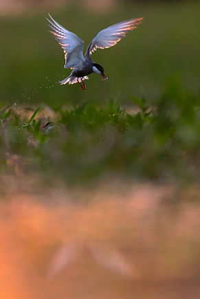 _76A6435_DxO-1.jpg