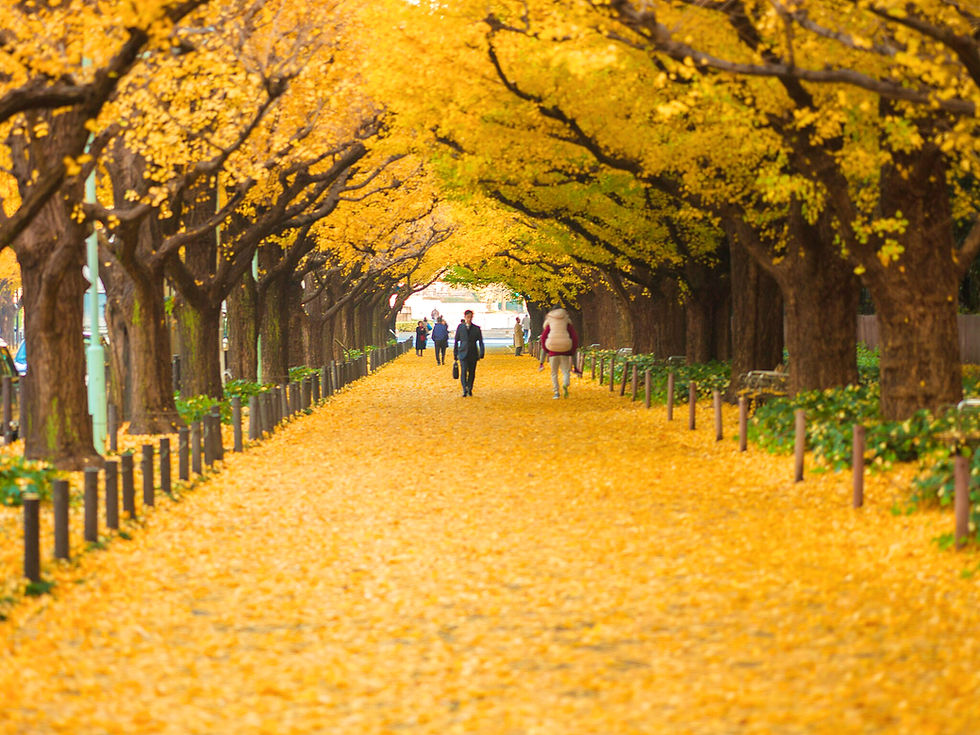 People walk down a ginkgo-lined avenue in autumn with yellow leaves on the trees and covering the path