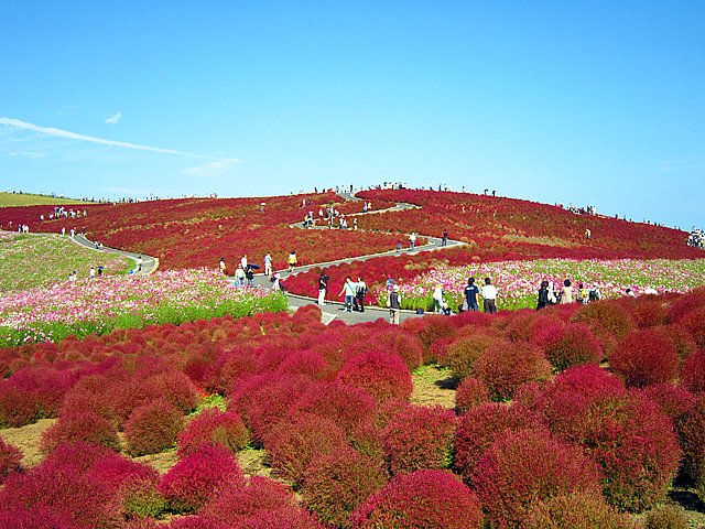 A hillside in Hitachi Seaside Park covered in red Kochia bushes and cosmos flowers