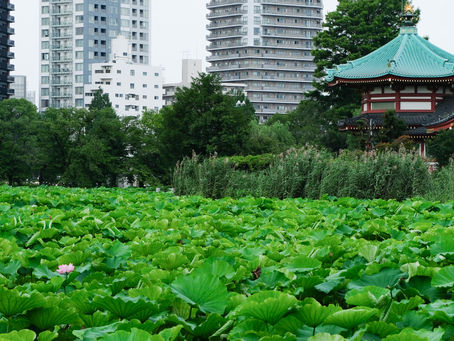 Lotus ponds, a boating lake, museums, a zoo: Ueno Park has something for everyone.