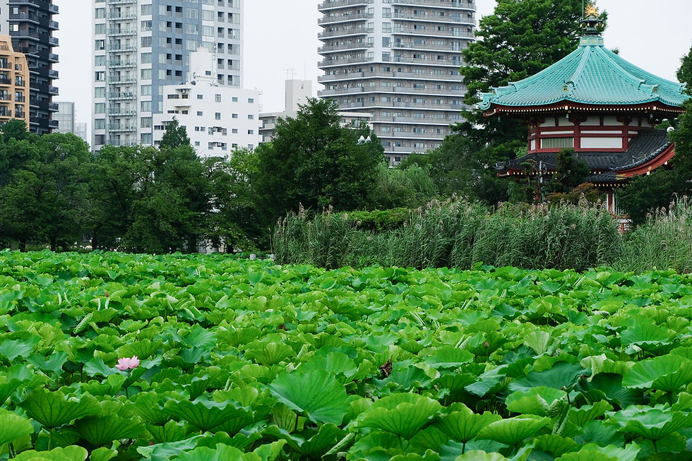 Lotus ponds, a boating lake, museums, a zoo: Ueno Park has something for everyone.