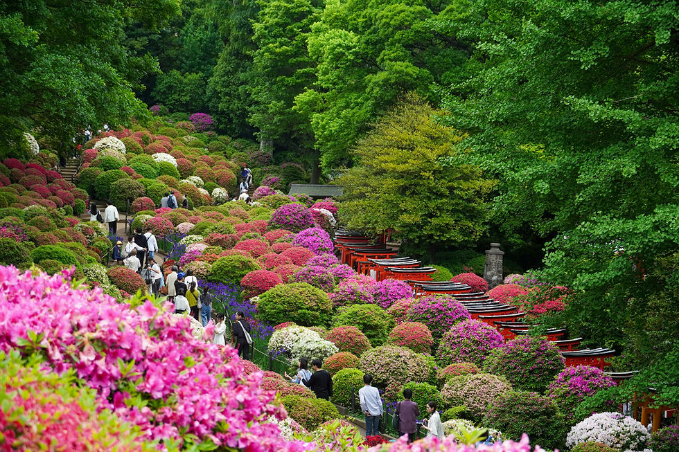 Nezu Shrine, Bunkyo, Tokyo: a jewel with torii gates and an azalea festival in spring