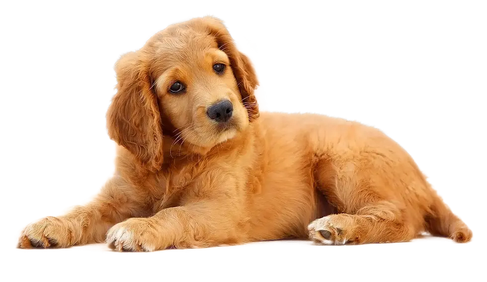 laying dog left.webp