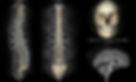 cranio2.jpg